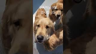 #짱아네가족 #3대가사는집 #골든리트리버 리트리버 6마리 키우는이유 착해도 너무 착해 짱아.오구.오순.꼬미(쏘주).덕구.블루