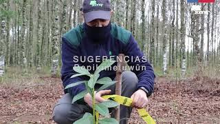 CONAF Los Ríos: Recomendaciones técnicas para plantar un árbol