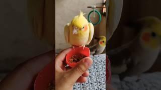 #cockatiel #birds #parrot #cute #funny #mabirdcare #cutebird #pets #talkingparot #funny #cuteparrot