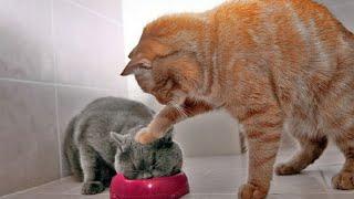 Unpredictable cats A selection of funny cats and kittens for a good mood FUN WITH ANIMALS #19