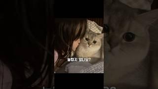 매일싸우던 고양이와 화해하기 프로젝트 #먼치킨고양이 #shorts