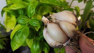 Gardeners in shock! Aphids disappear with the strongest organic insecticide!
