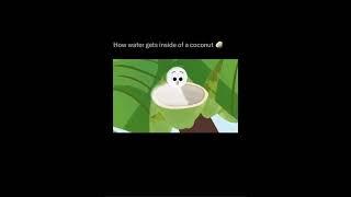 How Does Coconut Water Get Inside the Coconut? | Nature’s Hydration Explained