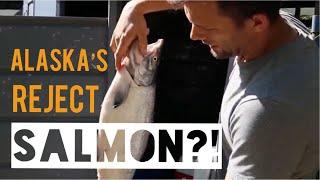 CHUM SALMON \\ how we eat it