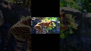 Saving the Sumatran Tiger: Preserving an Endangered Subspecies | SGK English
