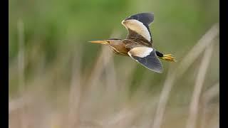 try to hear this Little bittern