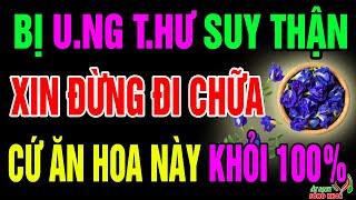 Bác Sỹ Tiết Lộ 7 Loài Hoa Cực Tốt Cho Sức Khỏe, Hồi Sinh Gan Thận, Ngăn Ngừa UT Hiệu Quả