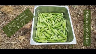 Okra daily harvest