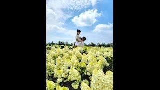 STUNNING Hydrangea Skyfall mass planting in Korea!