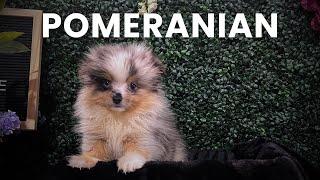 New Pomeranian Puppies Available