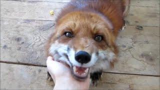 Foxes Excited to See their Owner