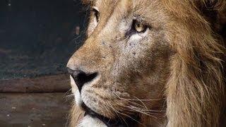 Moroccan zoo is home to last of Atlas lions