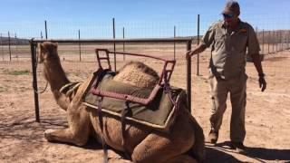 Camel Safari, Mesquite, Nevada