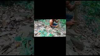 Making natural rubber band . . Pre technology.