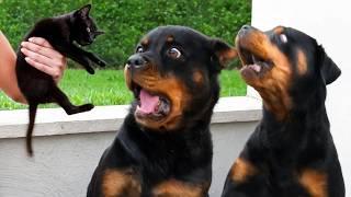 When You Need a Dog for Protection but Get a Comedian
