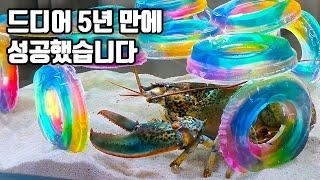 5년 동안 포기 안하고 노력하다 보니 이런 날도 오네요~!!