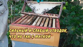 пчеловодство, сильный и слабый отводок что не так с маткой, пасека