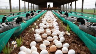 How to Raise Ducks for Eggs in a Garden for Business - Rural Life - Poultry Farm