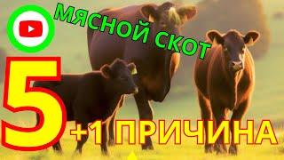 Что скрывают мясной скот: Раскроем тайну