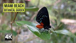 4K Walkthrough in Miami Beach Botanical Garden| Best place to visit Miami Florida USA