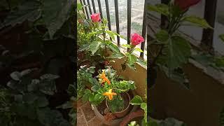 #Gardening with geet kumar English/Hindi# Shorts