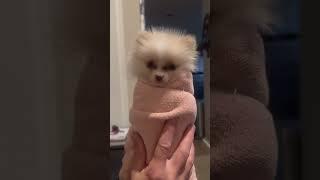 Funny puppy#pomeranian #motivation #puppy #pets #cute #funny #doglover #dog #lovingpets #petlovers