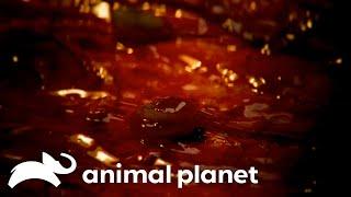 A Flesh Eating Virus Devours A Woman's Arm! | Monsters Inside Me | Animal Planet