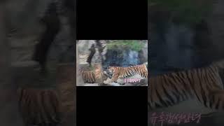 태범에게 장난치는 호린이 무궁! (한국호랑이 태범 귀찮아 / tiger) #shorts