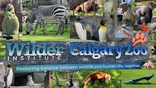 Calgary zoo tour 2023 | #calgaryzoo #penguin #panda #gorilla #chimpanzee #dinosaur #zootour #zoo