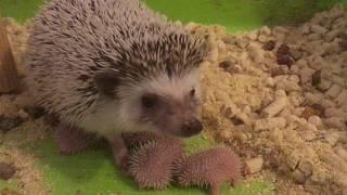 We have born hedgehogs !!!