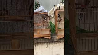 Chào Mào Đấu Ché Siêu Hay, Chào Mào Hót Đấu Bung Xoè Cực Chất
