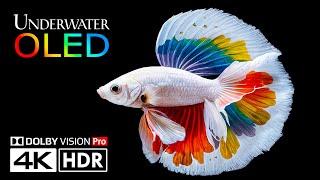 AMAZING Underwater 4K 60fps HDR Dolby Vision (4K Video ULTRA HD)