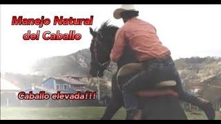 Caballo elevada