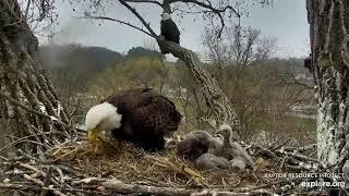 Decorah Eagles 4-24-20, 10:45 am Mom brings grasses, family portrait, feeding