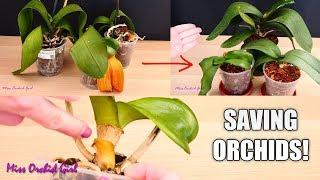 Orchid Care for Beginners - How to save sick, rootless Phalaenopsis Orchids | Before & After!