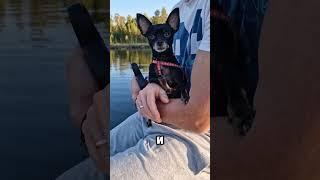 Я тебя очень люблю #собака #той #собаки #puppy #shortsvideo #животные #топ #shortvideo