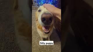 PUPPY YAY