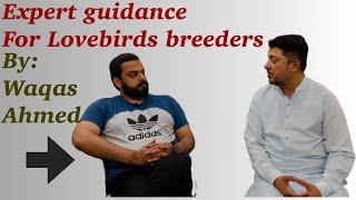 A must watch video for every Lovebird breeder| Arif Raza & Waqas Ahmed #lovebirds #birds #birdslover