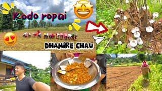 Aaja kodo Ropna jada Barima Dhamire chau vetyo  #Gaule_Vlog #Hetauda #Vlog-2