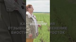 Какие культуры сейчас обработать препаратом РОСТОК для повышения урожайности