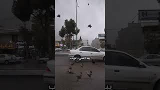 مطر دجاج اليوم! ️