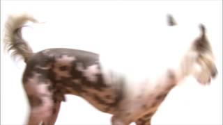 Rose Pest Solutions Fleas