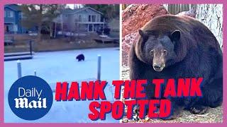 Hank the Tank: Massive bear startles family in their hot tub