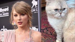 Taylor Swift Has HILARIOUS Reaction To Cats' Cameo in Deadpool 2