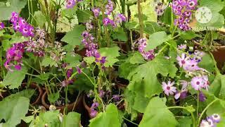 Botanical garden | Glass house | Ooty: 12 Interesting Facts @rani talkies