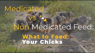 What to Feed Your Chicks: Medicated vs. Non-Medicated Feed