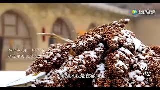 习近平：我在插队期间曾经“扛200斤麦子走十里山路不换肩”