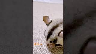 食べたあと吐き出す子笑 #フクロモモンガ #フクモモ #小動物 #蜜袋鼯 #sóc #슈가글라이더 #エキゾチックアニマル #scoiattolo