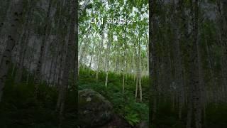 다시 새롭게/푸르른날/오늘기분최고/송창식/송창식푸르른날/힐링영행/여행유튜버/중년유투버/가장젊은날/다시화이팅/탄핵/탄핵가결/이찬원/강원도여행/강원도/인제/인제자작나무숲