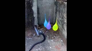 snake "bite" cobra snake And Russell's viper on balloon  #shorts (4)